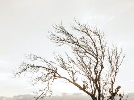 Photo by Jonathan Borba: https://www.pexels.com/photo/a-couple-in-white-dress-standing-in-view-of-the-mountain-2917382/