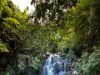 cascading water falls in woods