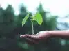 person holding a green plant