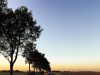 road with trees