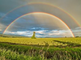 crop field under rainbow and cloudy skies at dayime