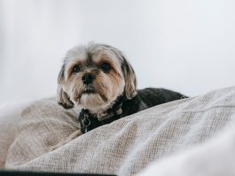 cute puppy in cozy room